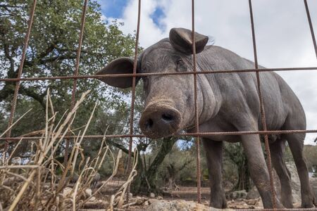 curious black iberian pig the pata negra stick their nose through the extremadura spain fenceの写真素材