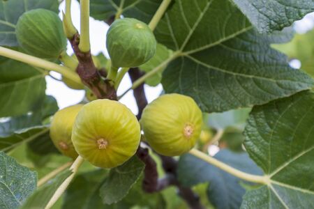 yellow and green figs hang on a branch full of leaves to mature in the sunの写真素材