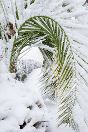 an unusual image of a palm leaf completely bent by a thick layer of snow, concept for climate change. Spain, extremadura.の写真素材