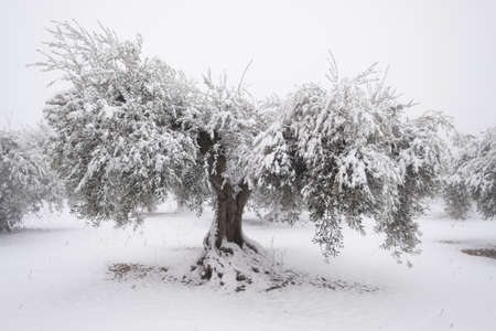 an unusual image of a large old olive tree covered with a thick layer of snow, concept for climate change. Spain, Extremaduraの写真素材