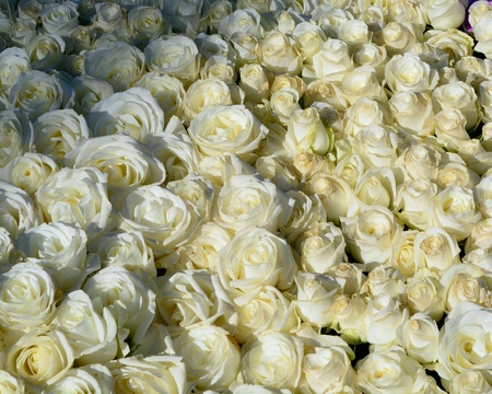 Fresh White Rosesの素材