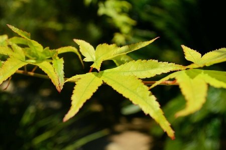 Bright Green Leaves on Branch