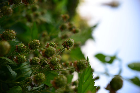 Branch of blackberry with unripe fruits on blurred background