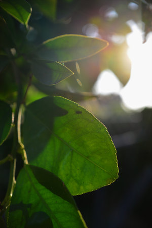 Close up of green leaves with sunlight in the morning. Natural background.
