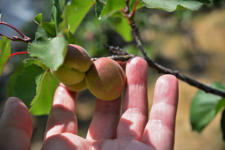 Ripe apricots on the branch of apricot treeの写真素材