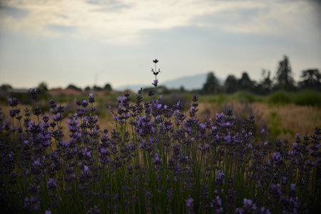 Lavender field in Provence, south of France.