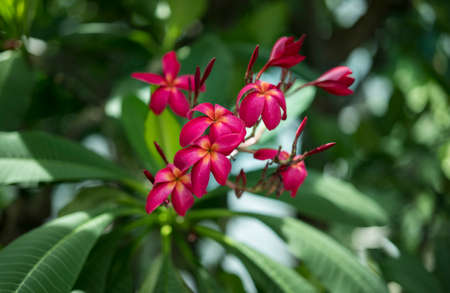 Pink Plumeria Rubra with Green Leaf as Backgroundの写真素材