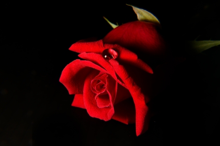Close up Rose in Black BGの写真素材