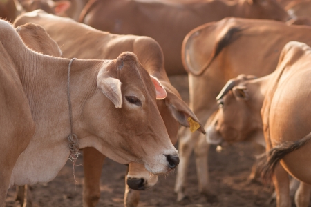 face of asia ox and cowの写真素材