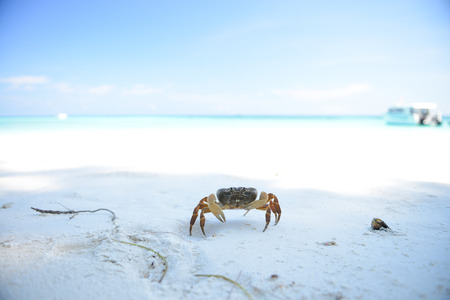 Little crabの写真素材