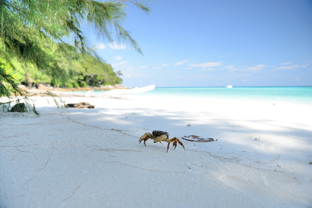 Little crabの写真素材