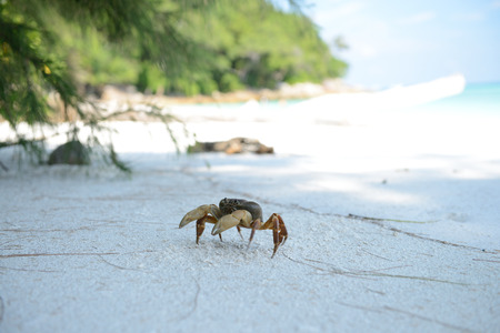 Little crabの写真素材