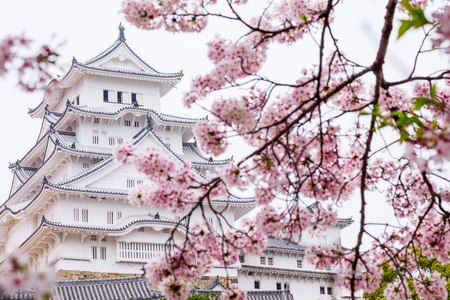 himeji castle surrounded by cherry blossom. This is a UNESCO world heritage site.のeditorial素材