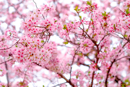 Japan in spring ,Cherry blossom Sakura (Selective Focus)の写真素材