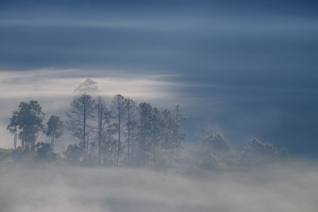 Forrest and Fog at Chiang dao,Chiangmai,Thailandの写真素材