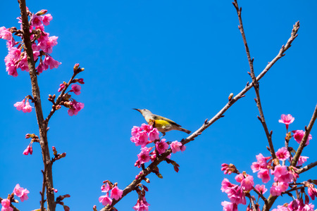 Sakura Japanese or cherry blossom and bird at Doi Ang Khang National Park, Chiang Mai, Thailand.の写真素材
