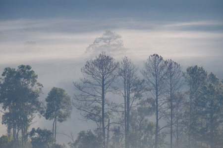 Forrest and Fog at Chiang dao,Chiangmai,Thailandの写真素材