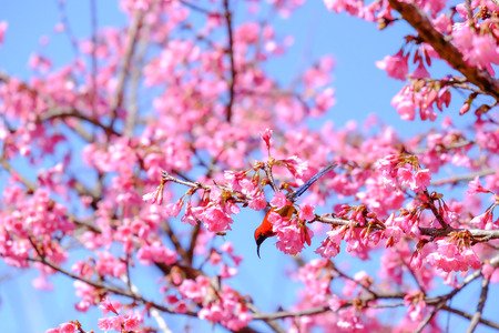 Sakura Japanese or cherry blossom and bird at Doi Ang Khang National Park, Chiang Mai, Thailand.の写真素材