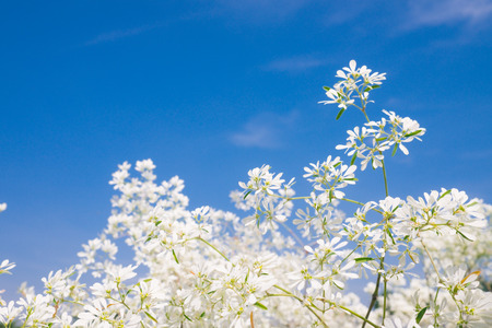 white flowers with blue sky Background (Selective Focus)の写真素材