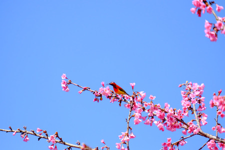 Sakura Japanese or cherry blossom and bird at Doi Ang Khang National Park, Chiang Mai, Thailand.の写真素材