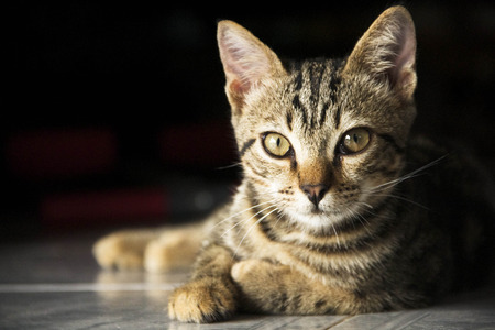 pet portrait smart cat doubt black の写真素材