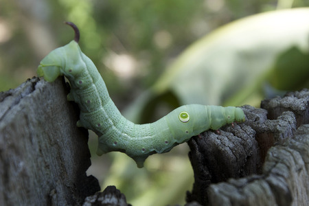 animal worm span go to future 