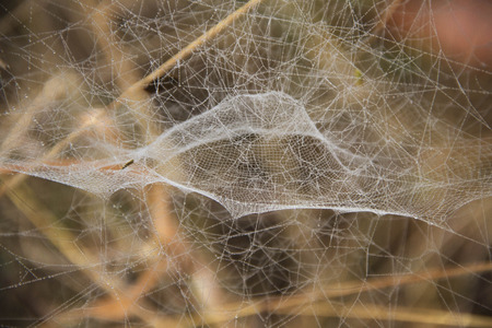 jungle cobweb trapの写真素材