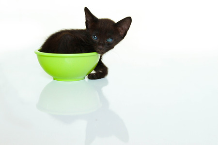 Cute little kittens in a cup of foodの写真素材