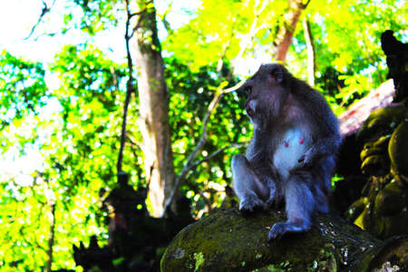 Monkey business