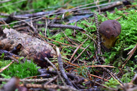 Mushroom in the forest.の写真素材