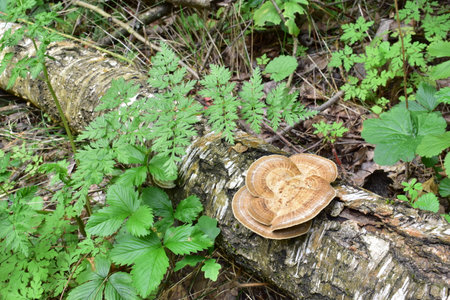 Mushroom in the forest.の写真素材