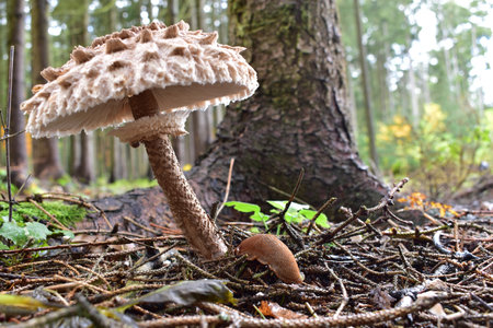Mushroom in the forest.の写真素材