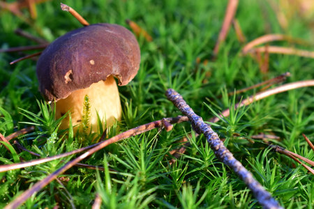 Mushroom in the forest.の写真素材