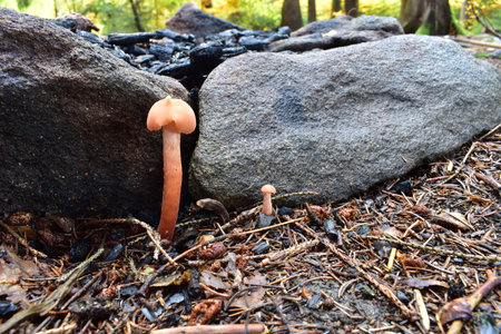 Mushroom in the forest.の写真素材