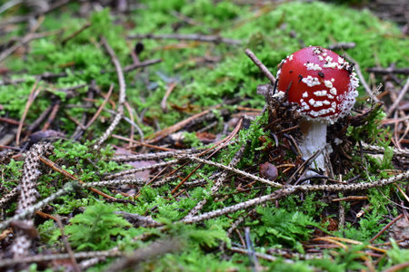 Mushroom in the forest.の写真素材