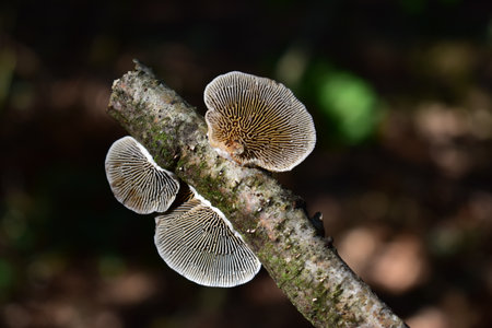 Mushroom in the forest.の写真素材