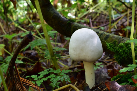 Mushroom in the forest.の写真素材