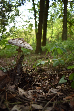 Mushroom in the forest.の写真素材