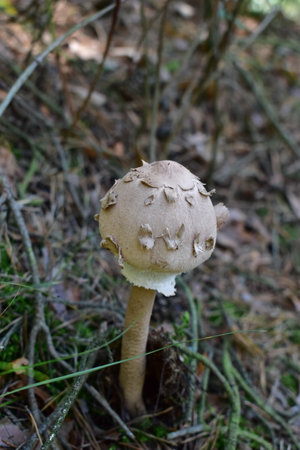 Mushroom in the forest.の写真素材