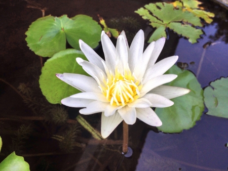 White lotusの素材