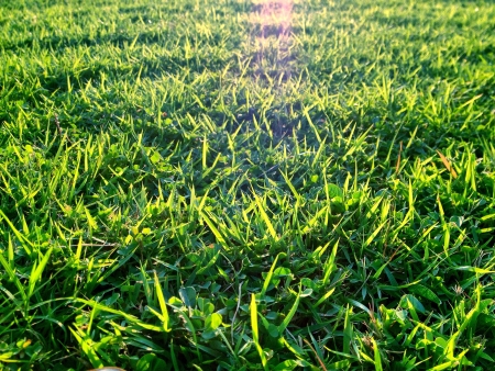 Natural grass fieldの素材