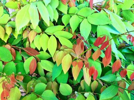 Colourful leafs の素材