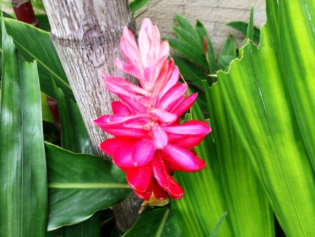 Pink red flowerの素材