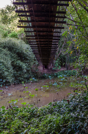 Under the Brigde, Sabah, Malaysiaの写真素材