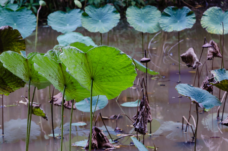 Kinabalu National Park, Sabah, Malaysiaの写真素材