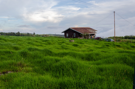 A house at the countryside with lush green rice gardenの写真素材