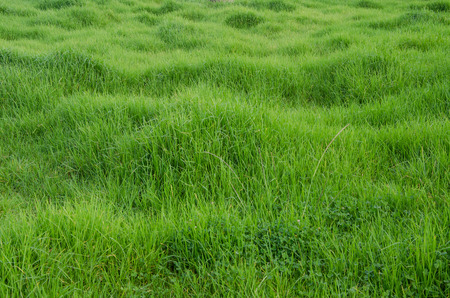Green field of grassの写真素材