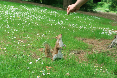Curious Squirrel Reaching for a Flowerの写真素材