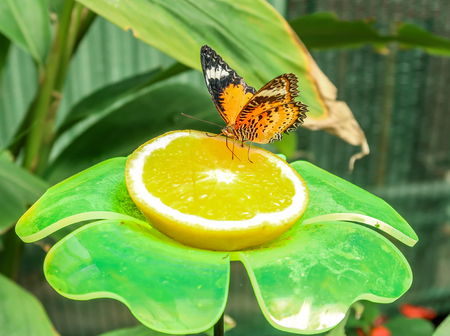 Orange Butterfly Sitting on a Fruitの写真素材