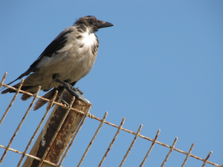 Old Raven on Rusty Fenceの写真素材